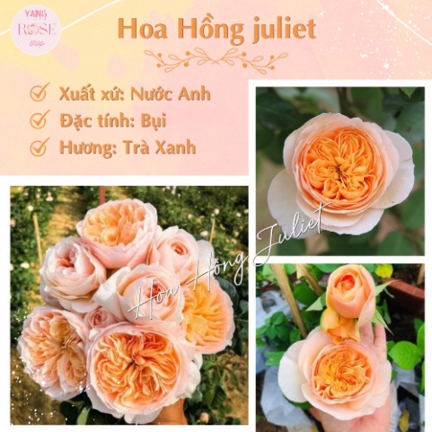 Hoa hồng ngoại Juliet triệu đô bụi Anh , hương thơm trà xanh độ lặp tốt YangRoSeShop 94