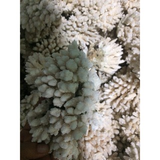 San hô trang trí bể cá mới