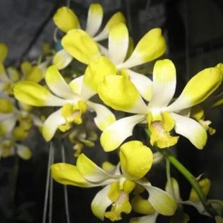Denro nắng Banana hoa thơm cây tơ