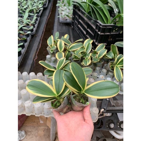 Lan hồ điệp lá biên size to