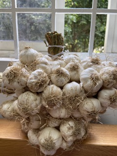 1kg Tỏi Phan Rang nhà trồng - đặc sản Phan Rang Ninh Thuận