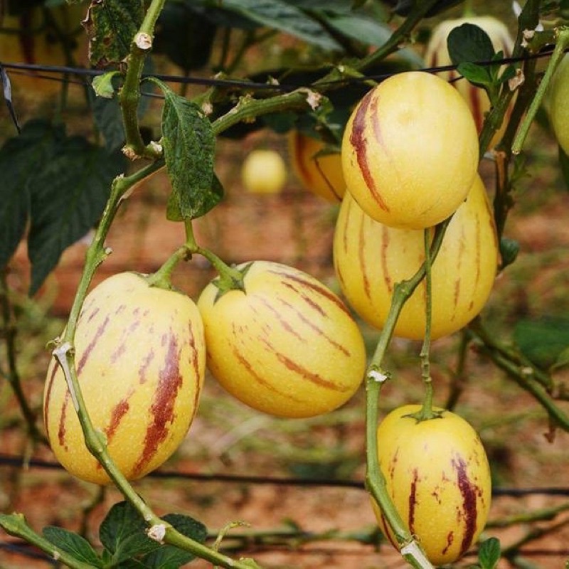Hạt Giống Dưa Pepino siêu quả, siêu ngọt F1
