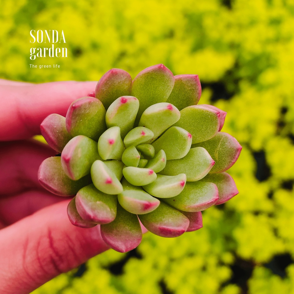 Sen đá ruby SONDA GARDEN size mini 2.5-4cm, xuất xứ Đà Lạt, khoẻ đẹp, lỗi 1 đổi 1