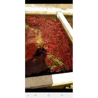 Tân đế tài hồng