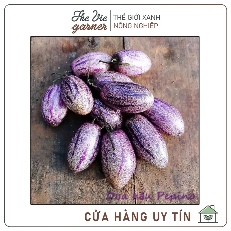 [HỎA TỐC TPHCM]  Cây chậu, cây dưa PEPINO, đã phát triển khỏe mạnh