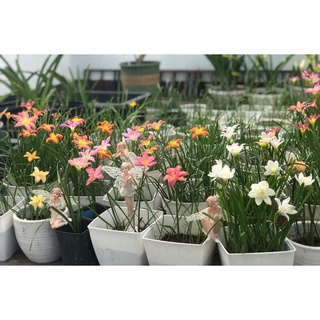Combo tất cả củ huệ mưa, trong vườn, đảm bảo sống 100%, bảo hành mặt hoa