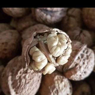 Hạt óc chó
