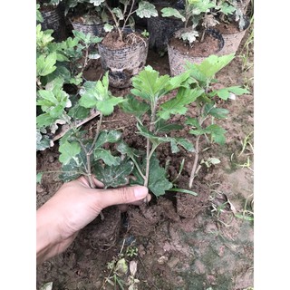 Cây cúc cổ sơn la (10 bầu)