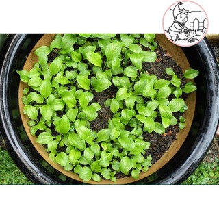 HẠT RAU MÃ ĐỀ - GÓI 2 GRAM