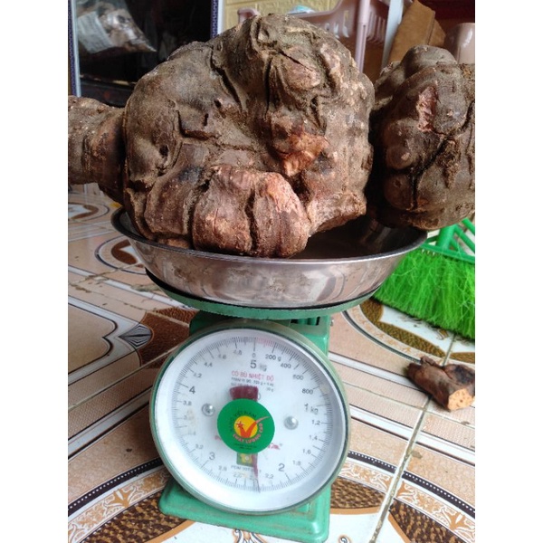 Củ hà thủ ô tươi chuẩn rừng