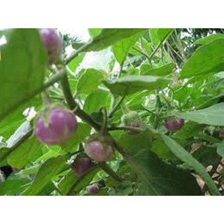 Hạt giống Cà pháo tím