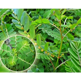 500 gam thân lá cây Chó Đẻ sấy khô