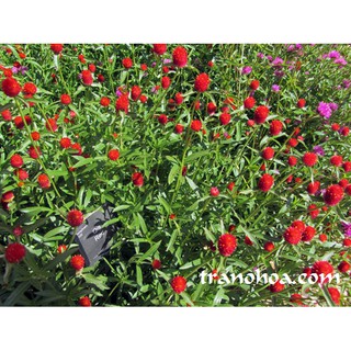 250G TRÀ HOA BÁCH NHẬT ĐỎ CHỌN LỌC