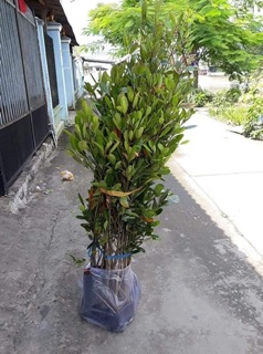 Cây giống cà na Thái