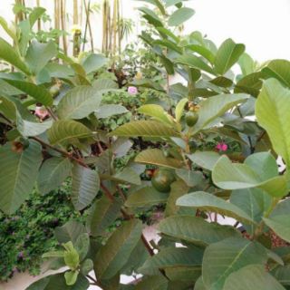 Cây 🌲 Ổi Đài Loan  Lê... siêu trái.