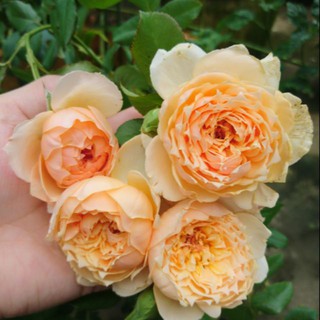 Cây giống Hồng ngoại masora size chậu C9 - Trang Flowers