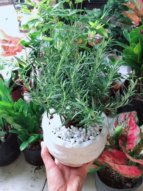 Chậu hương thảo