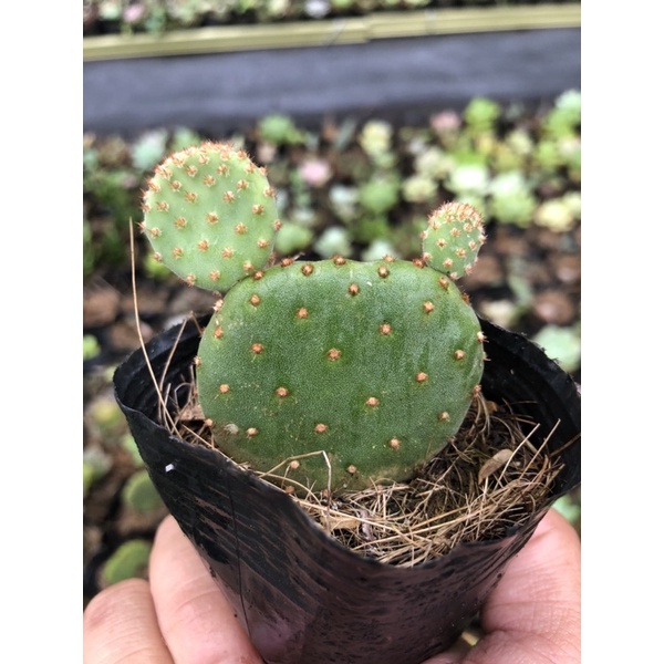 sương rồng mickey mini