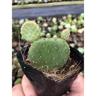 sương rồng mickey mini