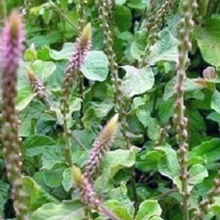 Hạt giống Cây Ngưu Tất ( cây dược liệu làm thuốc ) 50 hạt