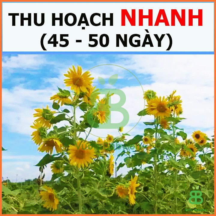 Hạt Giống Hoa Hướng Dương Tháp Siêu Nhiều Hoa 2G