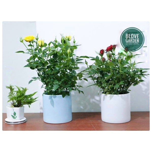 Chậu trụ trơn cao 8cm trồng cây để bàn, cây nội thất, sen đá, xương rồng, cây Bon sai