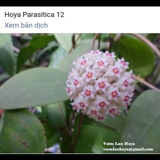 Chậu cây cẩm cù rừng