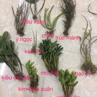 Combo 10 loại hoa lan rừng chỉ với 320k