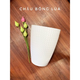 chậu nhựa bông lúa