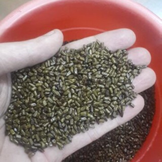 Hạt muồng muồng cho bé chơi BHGĐ