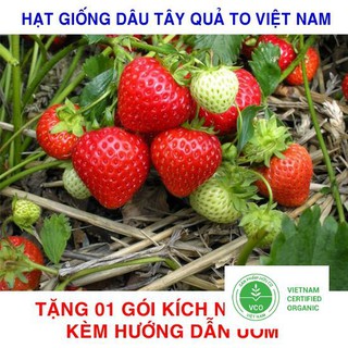 100 Hạt giống Dâu tây đỏ Việt Nam (tặng gói Kích nẩy mầm và Hướng dẫn) THUTHUY