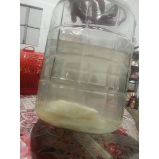 500ml giấm nuôi nhà làm