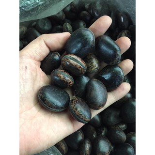 HẠT ĐẬU LÀO CHỮA ĐỘC RẮN CẮN, CÔN TRÙNG CẮN (10 hạt)