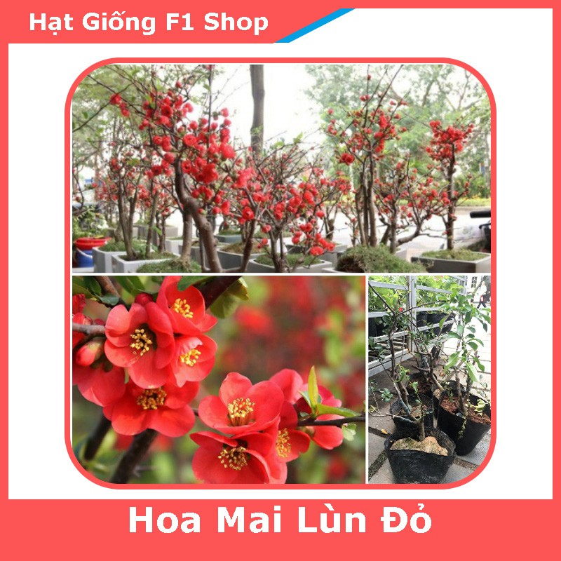 Hạt Giống Hoa Mai Lùn Đỏ Chất Lượng F1 (5H) (208.F1)