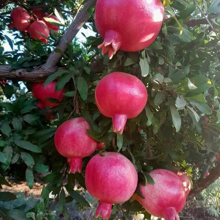 Hạt giống cây lựu lùn cao sản .- Tặng gói hạt giống ngẫu nhiên ( Pet Khu vườn )