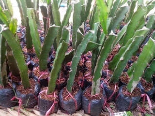 3 cây giống thăng long đỏ