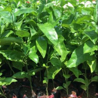 1 cây chanh dây leo giàn cao sản Đài Loan lớn 40-80cm ( nên mua 2 cây để chanh dây thụ phấn chéo ,sai quả )