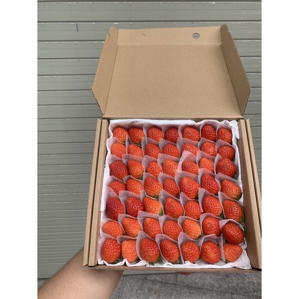 DÂu HÀN 🍓 size 49 [Kèm muối chấm xí muội]