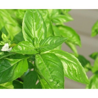 Hạt Giống Rau Quế Lá To Năng Suất Cao (10 gr)