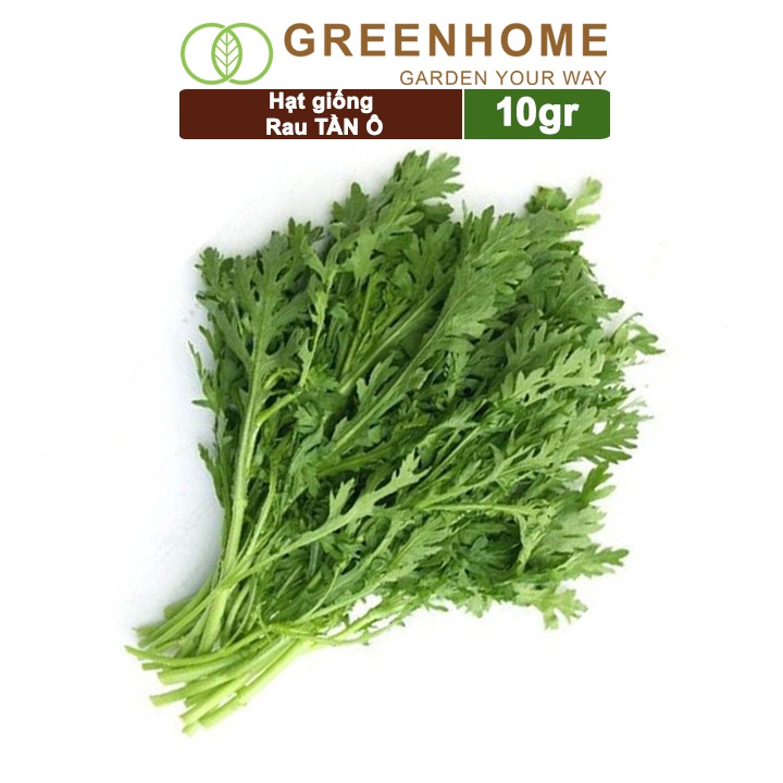 Hạt giống rau Tần ô, gói 10g, cải cúc dễ trồng, thu hoạch nhanh R02 |Greenhome