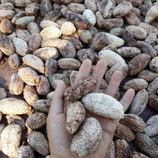 Chuối hột rừng