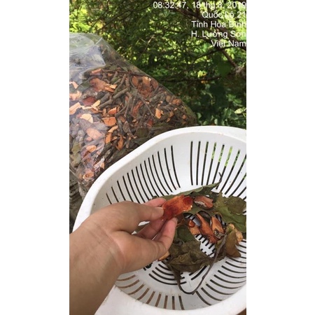 Tầm Gửi Gạo Tía Chuẩn Sịn (đền 100% nếu không chuẩn)