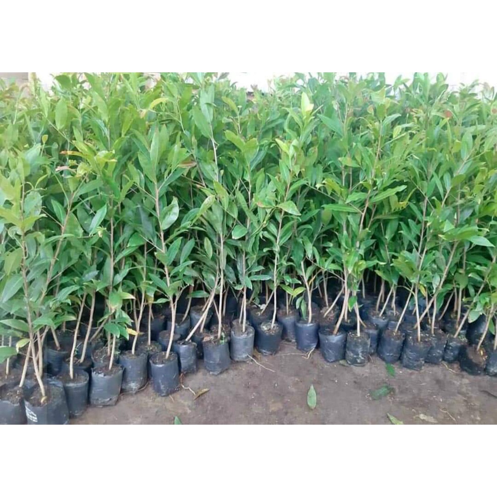 Cây giống Mai Cúc Đọt Xanh ƯƠM TỪ HẠT siêu khỏe [ Cây giống cao 1m ]. [RẺ HƠN HOÀN TIỀN]