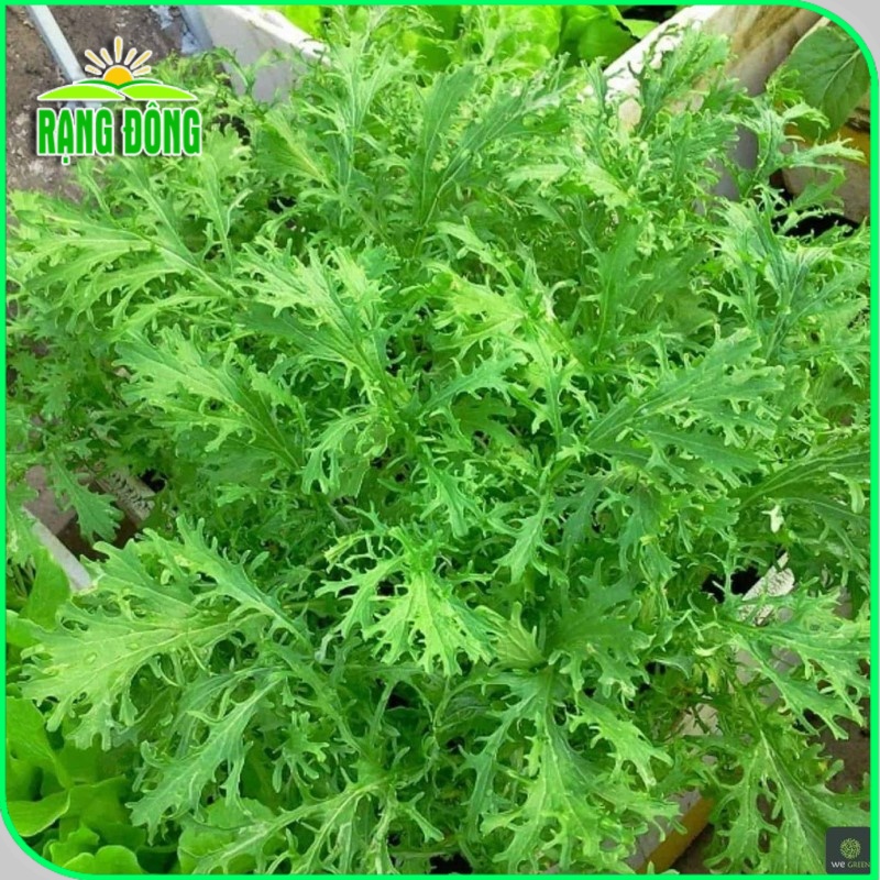 Hạt giống Cải Bẹ Xanh Đuôi Phụng trồng quanh năm, sinh trưởng tốt (gói 20gr) - Hạt giống Rạng Đông