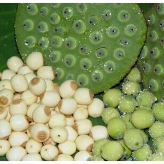 Hạt sen tươi còn vỏ 1kg