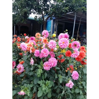Hạt Giống Hoa Thược Dược Mix - 20 Hạt