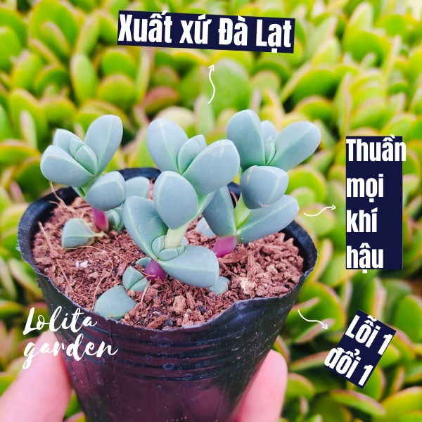 SEN ĐÁ TIM SIZE BÉ, HÀNG ĐÀ LẠT, SIÊU XINH SIÊU KHỎE, LỖI 1 ĐỔI 1