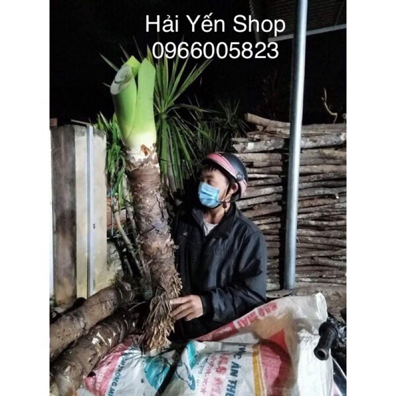 Củ Ráy Voi Rừng trồng làm cảnh