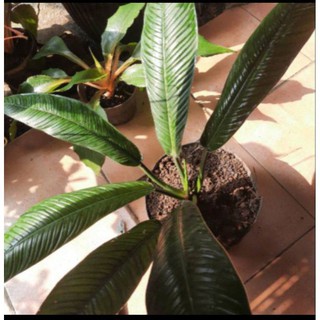 Cuộn Dây Câu Cá Anthorium Chất Lượng Cao