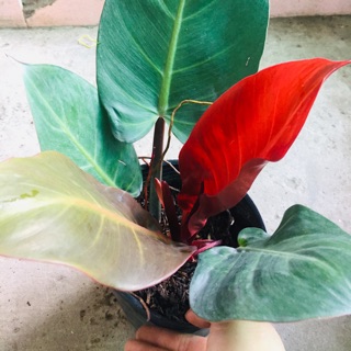 Đế vương đỏ